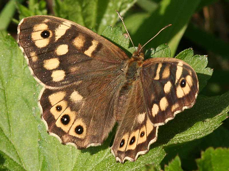 Waldbrettspiel Laubfalter Pararge aegeria Speckled Wood