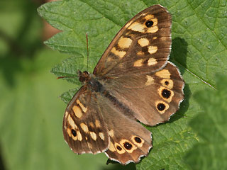 Waldbrettspiel Laubfalter Pararge aegeria Speckled Wood