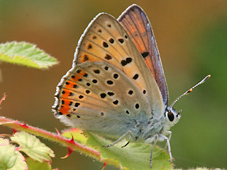 Mnnchen Violetter Feuerfalter Purple-Shot Copper Lycaena alciphron 