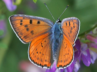 Mnnchen Violetter Feuerfalter Purple-Shot Copper Lycaena alciphron 