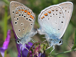 Paarung Vogelwicken-Bluling Polyommatus (Plebicula) amandus Amanda's Blue