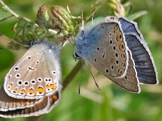 Balz Vogelwicken-Bluling Polyommatus (Plebicula) amandus Amanda's Blue
