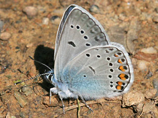 Mnnchen Vogelwicken-Bluling Polyommatus (Plebicula) amandus Amanda's Blue