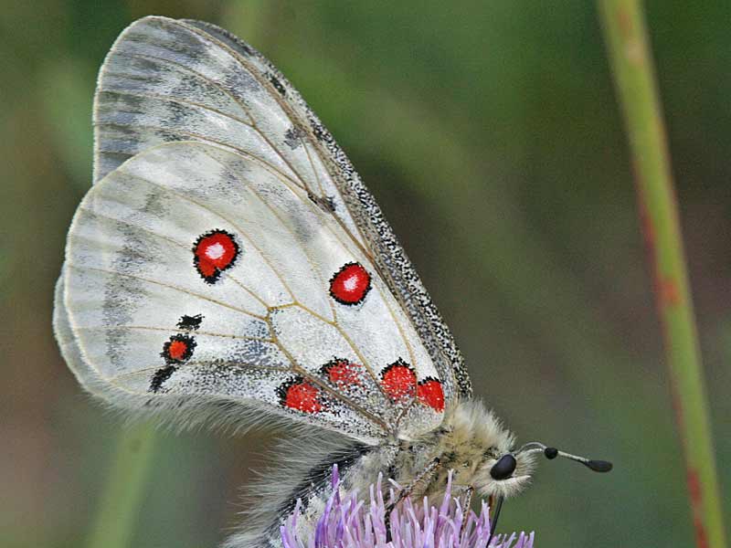 Apollo Parnassius apollo Apollofalter