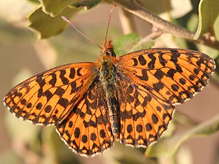 Boloria ( Clossiana ) dia Magerrasen-Perlmutterfalter Weaver's Fritillary 