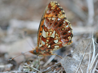 Boloria ( Clossiana ) dia Magerrasen-Perlmutterfalter Weaver's Fritillary 