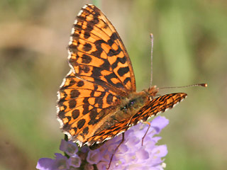 Boloria ( Clossiana ) dia Magerrasen-Perlmutterfalter Weaver's Fritillary 