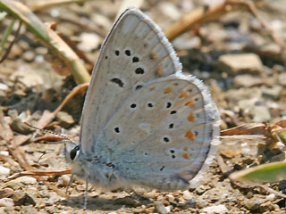 Unterseite Mnnchen Wundklee-Bluling Polyommatus dorylas Turquoise Blue