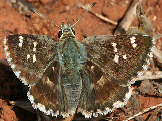 Muschampia proto Large Grizzled Skipper 