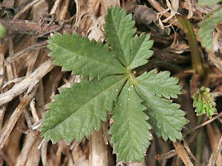 Eiablagepflanze Pyrgus armoricanus Zweibrtiger Wrfel-Dickkopffalter Oberthur's Grizzled Skipper