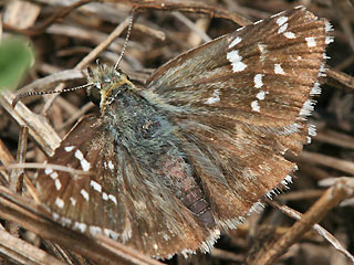 Weibchen Pyrgus armoricanus Zweibrtiger Wrfel-Dickkopffalter Oberthur's Grizzled Skipper