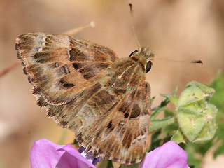 Malven-Dickkopffalter   Mallow Skipper   Carcharodus alceae