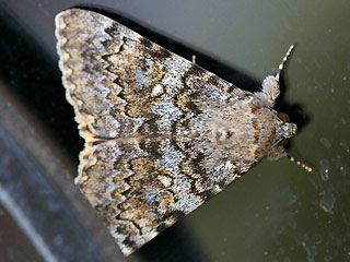 Catocala nymphaea Ordensband