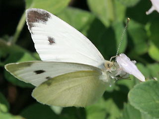 Männchen Pieris mannii Karstweißling Southern Small White