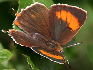 Weibchen Nierenfleck-Zipfelfalter Thecla betulae Brown Hairstreak