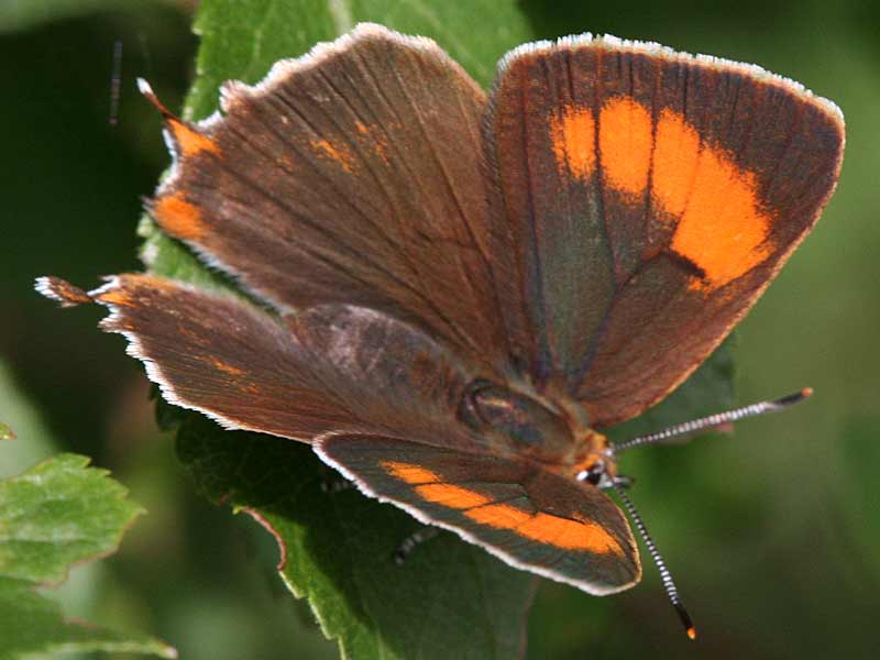  Nierenfleck-Zipfelfalter Thecla betulae Brown Hairstreak