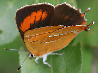 Weibchen Nierenfleck-Zipfelfalter Thecla betulae Brown Hairstreak