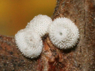 Eier Nierenfleck-Zipfelfalter Thecla betulae Brown Hairstreak