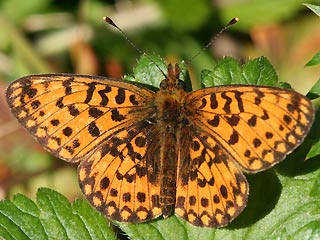 Mnnchen Braunfleckiger Perlmutterfalter Boloria ( Clossiana ) selene Small Pearl-bordered Fritillary (20619 Byte)