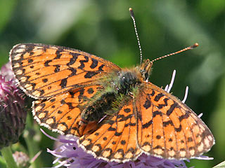 Weibchen Braunfleckiger Perlmutterfalter Boloria ( Clossiana ) selene Small Pearl-bordered Fritillary (20619 Byte)