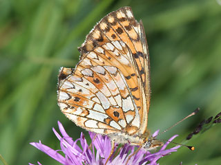 Braunfleckiger Perlmutterfalter Boloria ( Clossiana ) selene Small Pearl-bordered Fritillary (20619 Byte)