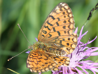 Braunfleckiger Perlmutterfalter Boloria ( Clossiana ) selene Small Pearl-bordered Fritillary (20619 Byte)