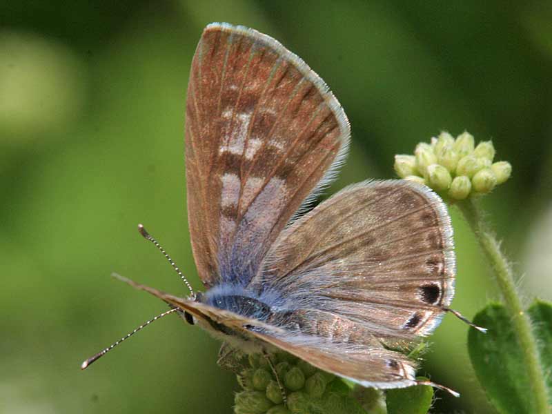  Kleiner Wanderbluling Leptotes pirithous Lang's Shart-tailed Blue