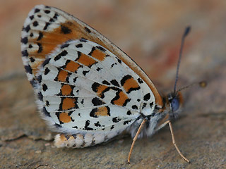 Melitaea trivia Brunlicher Scheckenfalter Lesser spotted Fritillary