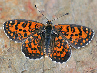 Melitaea trivia Brunlicher Scheckenfalter Lesser spotted Fritillary