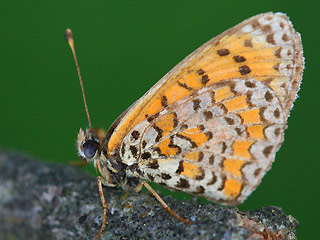 Melitaea trivia Brunlicher Scheckenfalter Lesser spotted Fritillary