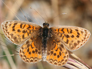 Melitaea trivia Brunlicher Scheckenfalter Lesser spotted Fritillary