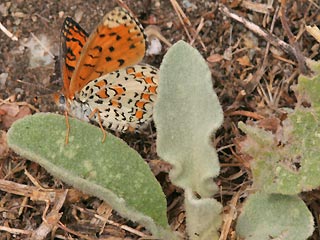 Melitaea trivia Brunlicher Scheckenfalter Lesser spotted Fritillary