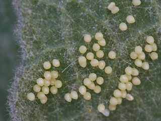 Eier Melitaea trivia Brunlicher Scheckenfalter Lesser spotted Fritillary