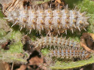 Raupe Melitaea trivia Brunlicher Scheckenfalter Lesser spotted Fritillary