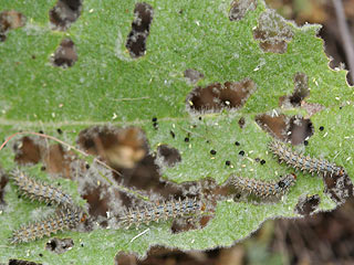 Raupen Melitaea trivia Brunlicher Scheckenfalter Lesser spotted Fritillary