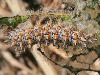 Raupe Melitaea trivia Brunlicher Scheckenfalter Lesser spotted Fritillary