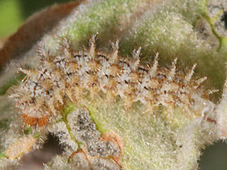 Raupe Melitaea trivia Brunlicher Scheckenfalter Lesser spotted Fritillary