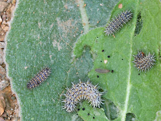 Raupen Melitaea trivia Brunlicher Scheckenfalter Lesser spotted Fritillary