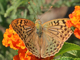 Kardinal  Argynnis pandora  Cardinal Mnnchen