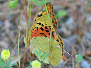 Kardinal  Argynnis pandora  Cardinal  Mnnchen  Teneriffa Fuerteventura Gran Canaria Lanzarote La Palma La Gomera El Hierro