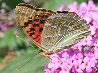 Kardinal  Argynnis pandora  Cardinal Weibchen