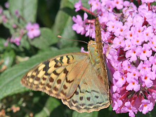 Kardinal  Argynnis pandora  Cardinal Weibchen
