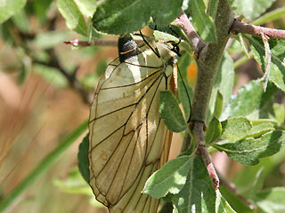 Eiablegendes Weibchen Baumweiling Aporia crataegi Black-veined White