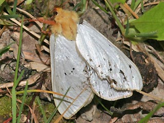 Männchen Hepialus humuli Großer Hopfen-Wurzelbohrer Ghost Moth