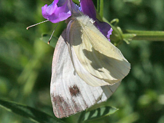 Pieris balcana