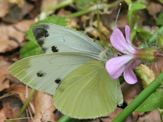 Pieris balcana