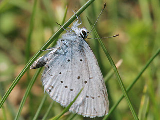 Südlicher Kurzgeschwänzter Bläuling Cupido alcetas Provencal Short-tailed Blue