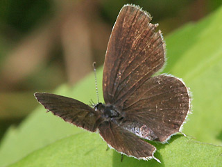 Weibchen Kurzschwnziger Bluling Cupido ( Everes ) argiades Short-tailed Blue