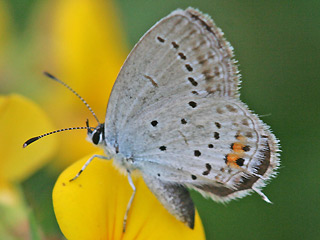 Weibchen Kurzschwnziger Bluling Cupido ( Everes ) argiades Short-tailed Blue