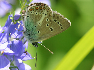 Storchschnabel-Bluling Polyommatus (Aricia) eumedon Geranium Argus